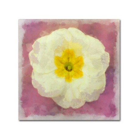 Cora Niele 'Primrose White' Canvas Art,18x18
